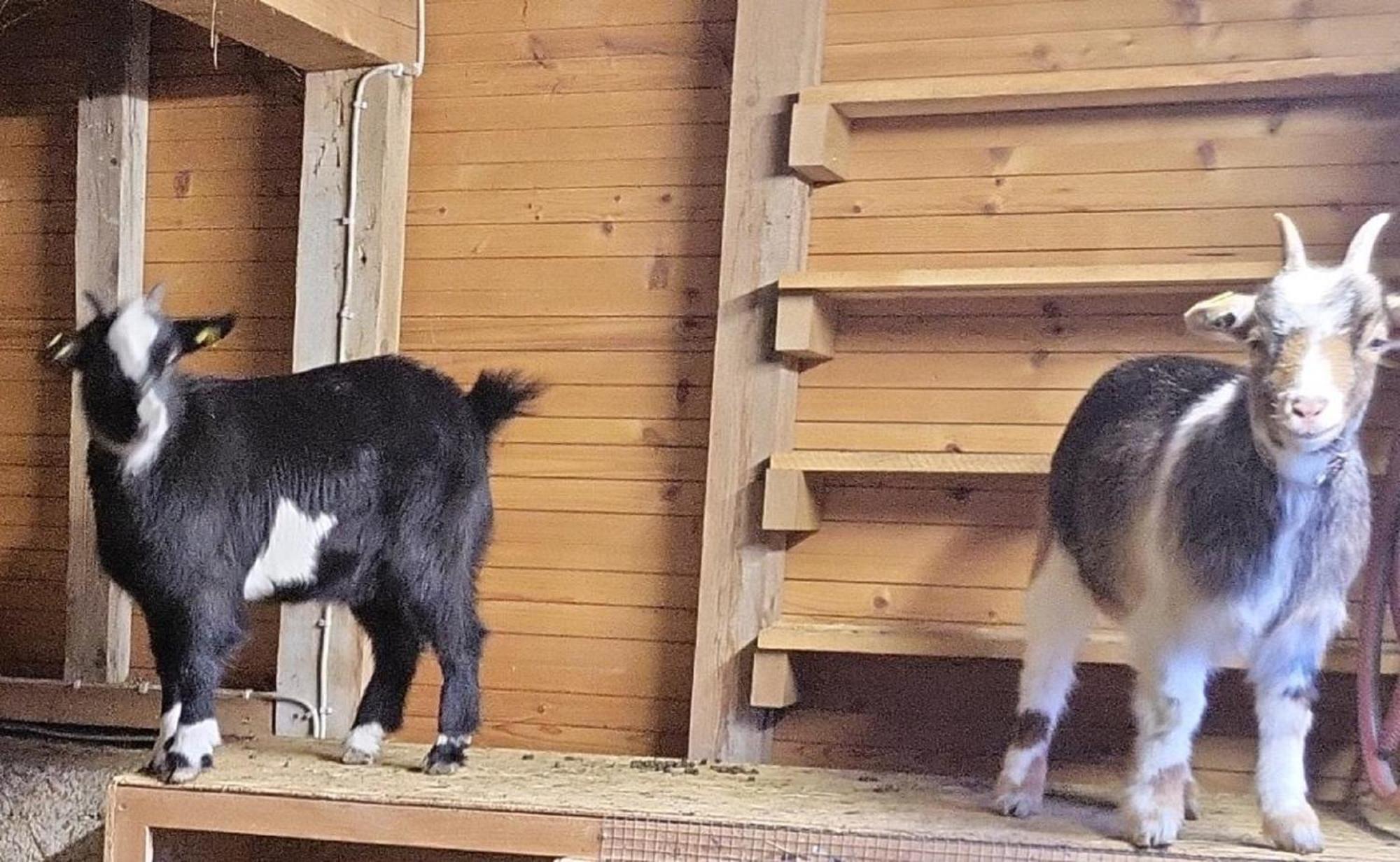 Ferienwohnung Goldfasan ラム エクステリア 写真